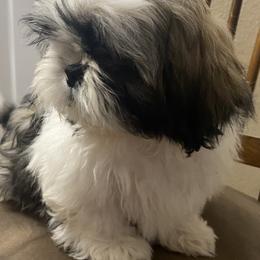 Shih Tzu Puppies from Willow Lane Shih Tzus