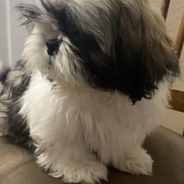 Shih Tzu Puppies from Willow Lane Shih Tzus