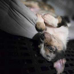 Boy 1 - Blue merle male Chihuahua puppy in Springfield, Missouri from Carly Parker