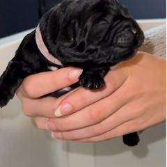 Labrador Retriever Puppies from Tripp Labradors