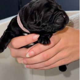Labrador Retriever Puppies from Tripp Labradors