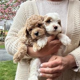 Bernedoodle, Cavapoochon, Goldendoodle, and Spanish Water Dog Puppies from PitterPatterPuppiesNJ