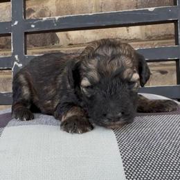 Twix 1800 Valentines Special - Grizzle male Sheepadoodle puppy in Cartersville, Georgia from Simply Blessed Doodles