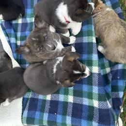 Cardigan Welsh Corgi and Pembroke Welsh Corgi Puppies from Patriot American Corgi