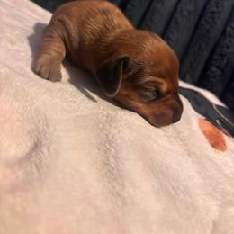 Suki - Chocolate and tan female Dachshund puppy in Converse, Texas from JP's South Texas Dachshunds