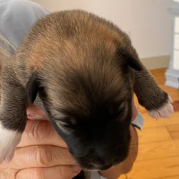 Icelandic Sheepdog Puppies from Paula Sanderson's Icelandic Sheepdogs