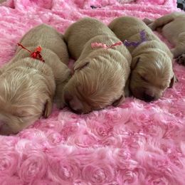Golden Retriever Puppies from Chablisse Golden Retrievers