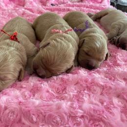 Golden Retriever Puppies from Chablisse Golden Retrievers