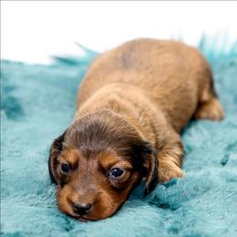 Female 1 - Red female Dachshund puppy in Childress, Texas from Taylor Farms