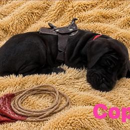 Puppy - Black female Great Dane puppy in Luling, Texas from Pegasus Great Danes