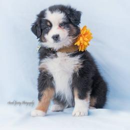 Aussiedoodle and Australian Shepherd Puppies from SS Australian Shepherds