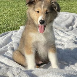 Shetland Sheepdogs from Southern Shelties