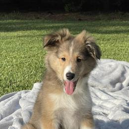 Shetland Sheepdogs from Southern Shelties