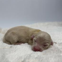 Nyx - Cream female Dachshund puppy in Sacramento, California from HEFFERNAN HOUNDS
