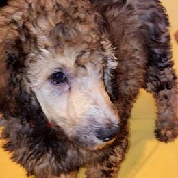 Poodle Puppies from White Comet Poodles