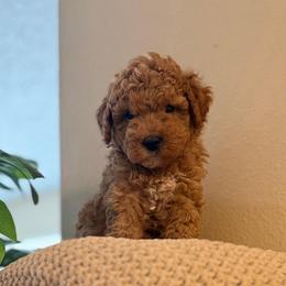 Blue Boy - Red  male Goldendoodle puppy in Colorado Springs, Colorado from Simply Mini Goldendoodles