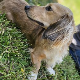 Zeus - Dachshund