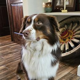 Phoenix - Australian Shepherd