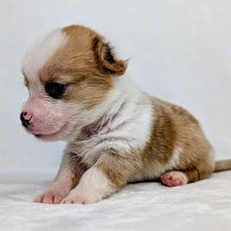 Finn - Sable merle and white male American Corgi puppy in Clarksville, Tennessee from Cold Creek Family Farm LLC