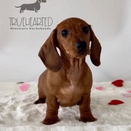 Ophelia - Red female Dachshund puppy in Royse City, Texas from Truehearted Miniature Dachshunds