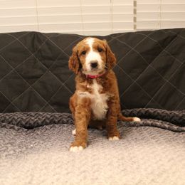 Goldendoodle Puppies from Cali Doodles