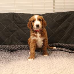 Goldendoodle Puppies from Cali Doodles