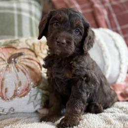 Boy 1 - Chocolate male Goldendoodle puppy in Norman, Oklahoma from Wilson Family Companions
