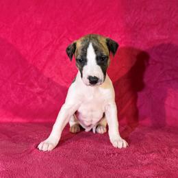Harold - White and red brindle male Whippet puppy in Gentry, Arkansas from Mardel Robeson of Mulberry Hollow Whippets