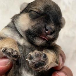 Encore - Salt and pepper male Miniature Schnauzer puppy in Menifee, California from Moonshine’s Minis