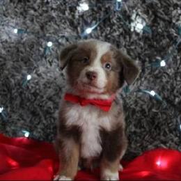 Cavapoo and Miniature Australian Shepherd Puppies from Alexander Canines