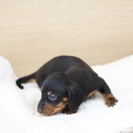 DD - Black male Dachshund puppy in Jurupa Valley, California from Divine Doxies