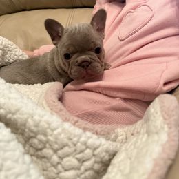 Bulldog and French Bulldog Puppies from Midwest Monster Made Bulldogs