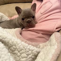 Bulldog and French Bulldog Puppies from Midwest Monster Made Bulldogs