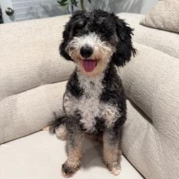 Georgia - Bernedoodle