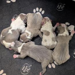 Lilac splash female 3 - Lilac female Boston Terrier puppy in Oak Hills, California from All American Boston Terriers