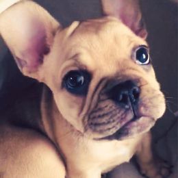 Boston Terrier, Bulldog, and French Bulldog Puppies from JP Ranch Bulldogs