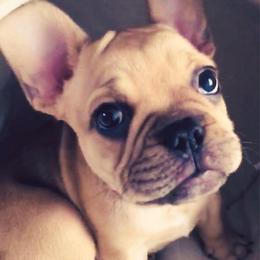 Boston Terrier, Bulldog, and French Bulldog Puppies from JP Ranch Bulldogs