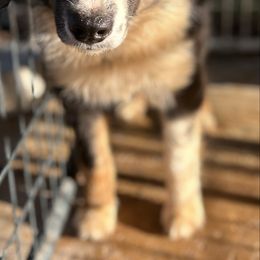 Stark - Black tri-color male Australian Shepherd puppy in Franklinton, Louisiana from Cottonwood Farms Australian Shepherds