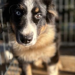 Stark - Black tri-color male Australian Shepherd puppy in Franklinton, Louisiana from Cottonwood Farms Australian Shepherds
