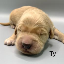 Ty - Golden male Golden Retriever puppy in New Ringgold, Pennsylvania from Hawk Mountain Doodles