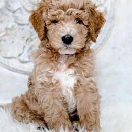Goldendoodle Puppies from Pixie Goldendoodles