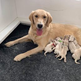Golden Retriever Puppies from Double Down Retrievers