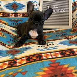 French Bulldog Puppies from Erica's Furbaby French Bullies
