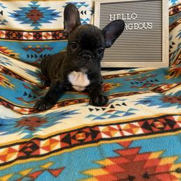 French Bulldog Puppies from Erica's Furbaby French Bullies