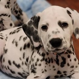 Harley-Orange Collar - White and black Dalmatian puppy in Northern, New York from Lake City Dals