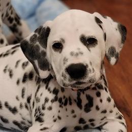Harley-Orange Collar - White and black Dalmatian puppy in Northern, New York from Lake City Dals