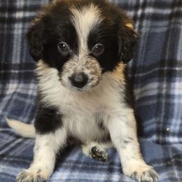 Fighter - Black and white male Border Collie puppy in East Brady, Pennsylvania from Riverwood