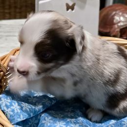 Chestnut - Red merle male Miniature Australian Shepherd puppy in Port Saint Lucie, Florida from Charlene Brannon's Mini Australian Shepherds