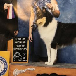 Lucy - Collie
