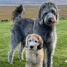 Toby - Labradoodle